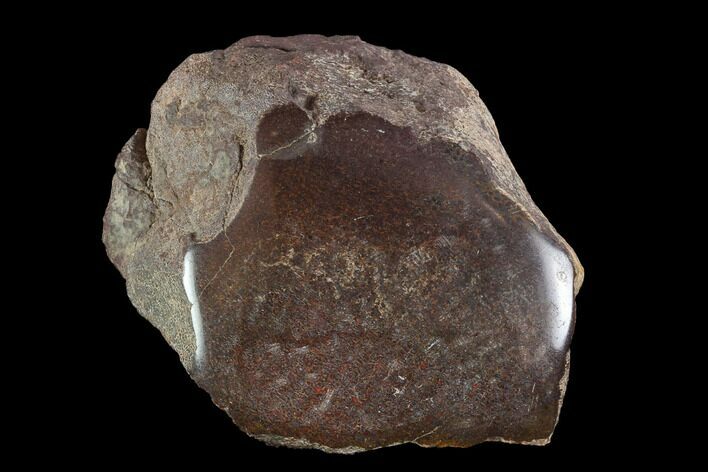 Polished Dinosaur Bone (Gembone) Section - Utah #96445